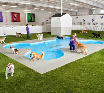 Specially designed pet turf