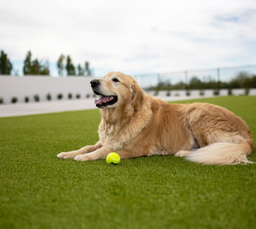 Dog laying on XGrass artificial turf