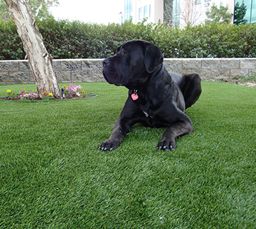 Specially designed pet turf