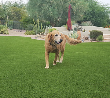 Specially designed pet turf